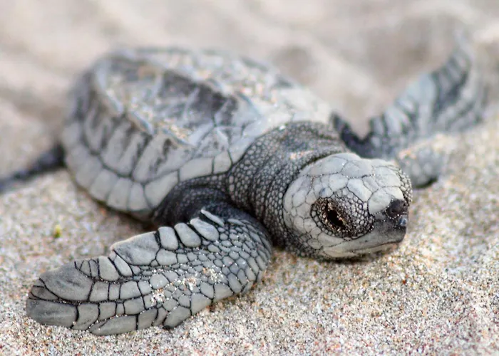 Capitan Suizo Beachfront Boutique Hotel Tamarindo